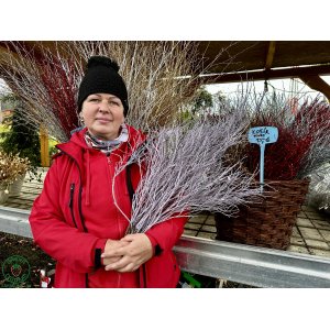 Vianočné čučoriedkové kytičky (Vaccinium corymbosum) - výška 50-70 cm - FIALOVÉ